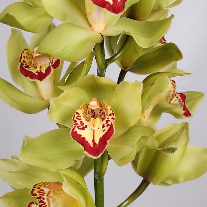 CYMBIDIUM ORCHID MRS. MAXIMA
