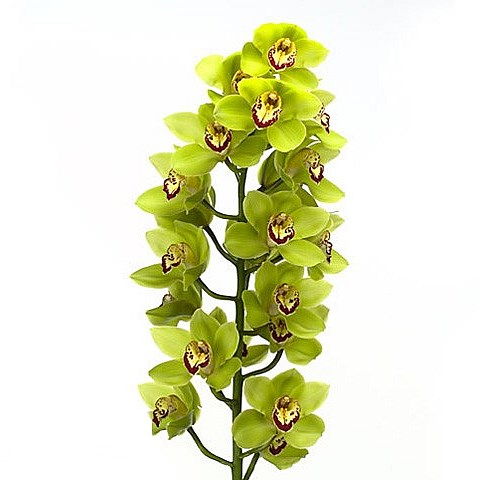 CYMBIDIUM ORCHID MRS. MAXIMA