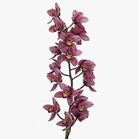 CYMBIDIUM ORCHID MRS PAULINE