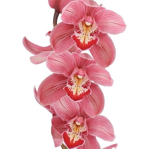 CYMBIDIUM ORCHID MRS PAULINE