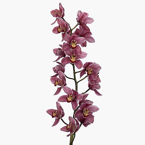 CYMBIDIUM ORCHID MRS PAULINE