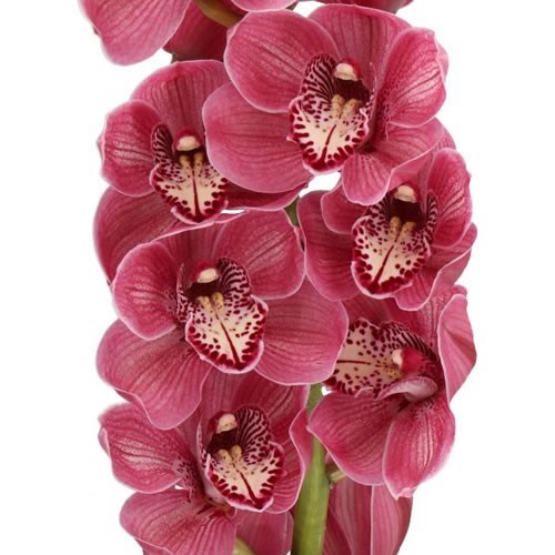 CYMBIDIUM ORCHID MRS REBECCA