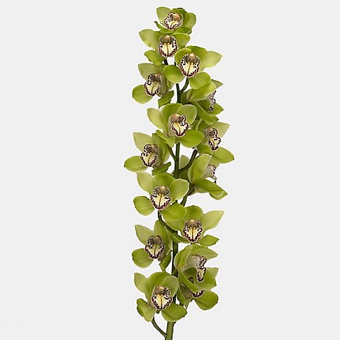 CYMBIDIUM ORCHID MRS. ROBIN HOOD