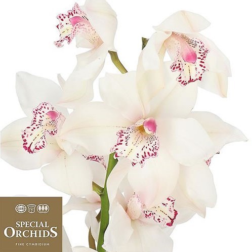 CYMBIDIUM ORCHID MRS SUGAR LEE