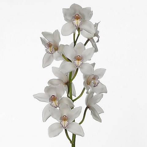 CYMBIDIUM ORCHID MRS. WHITE CRYSTAL