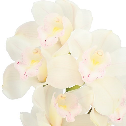 CYMBIDIUM ORCHID MUSCLE WHITE