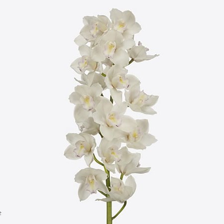 CYMBIDIUM ORCHID MUSCLE WHITE