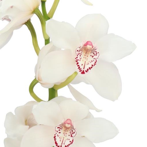 CYMBIDIUM ORCHID MY EYE
