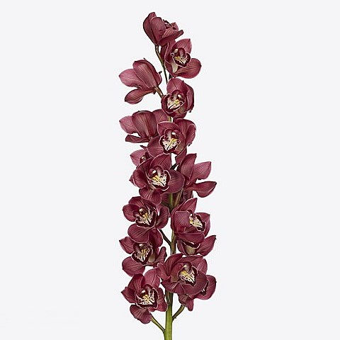 CYMBIDIUM ORCHID NAOMI