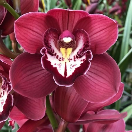 CYMBIDIUM ORCHID NAOMI