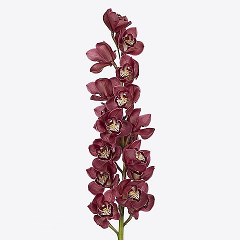 CYMBIDIUM ORCHID NAOMI