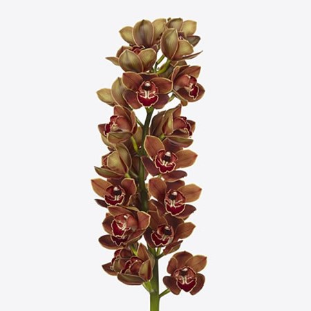 CYMBIDIUM ORCHID NAPOLI