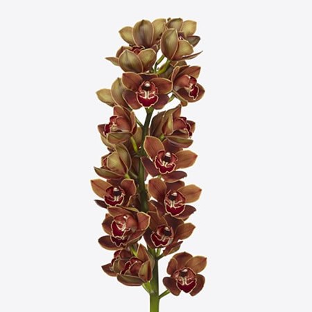 CYMBIDIUM ORCHID NAPOLI