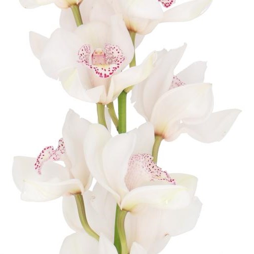 CYMBIDIUM ORCHID NO. 60