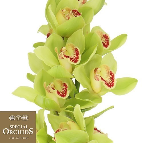 CYMBIDIUM ORCHID NOAH
