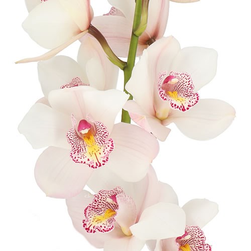 CYMBIDIUM ORCHID NOORDERLICHT