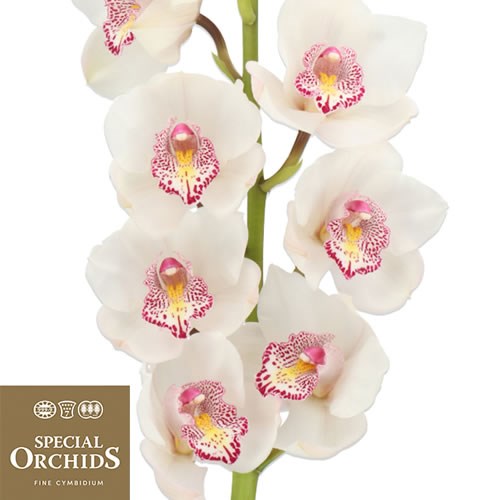 CYMBIDIUM ORCHID NOORDERLICHT (GROWER PACK)