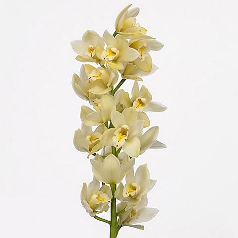 CYMBIDIUM ORCHID PADDY