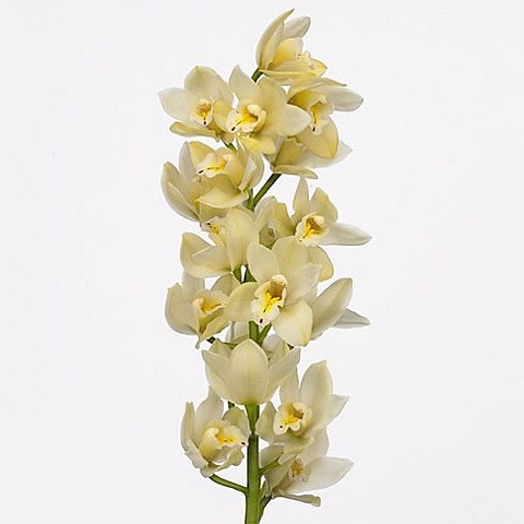 CYMBIDIUM ORCHID PADDY