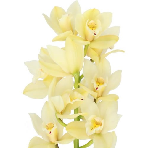 CYMBIDIUM ORCHID PADDY