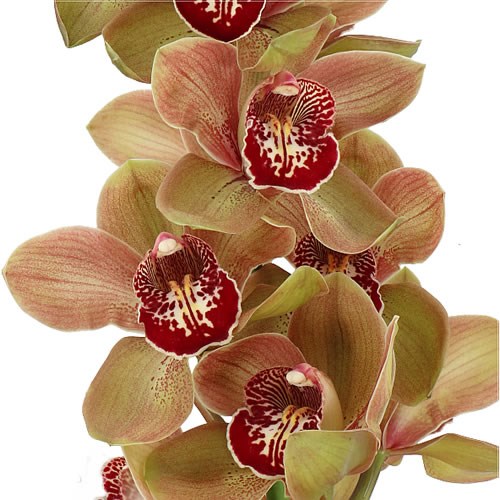 CYMBIDIUM ORCHID PANCAKE