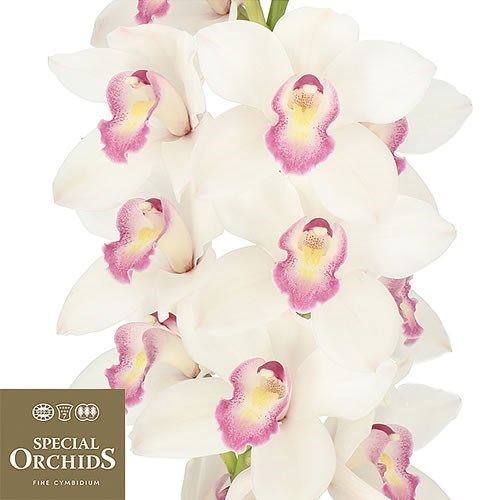 CYMBIDIUM ORCHID PARIS (GROWER PACK)