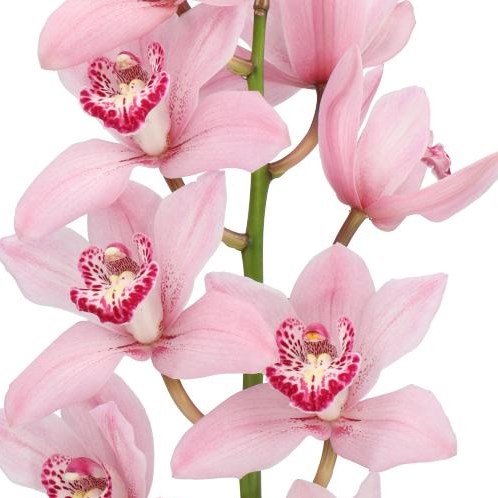 CYMBIDIUM ORCHID PINK BRILJANT