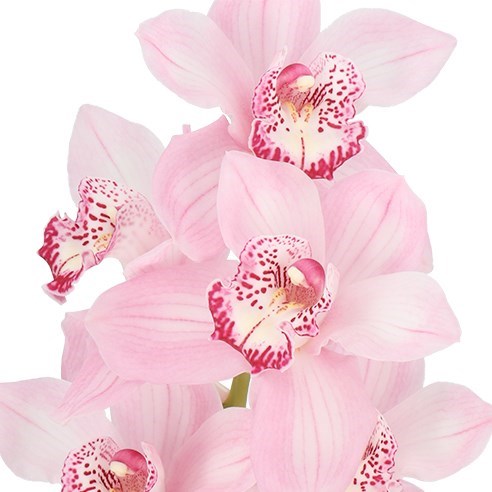 CYMBIDIUM ORCHID PINK FLOYD