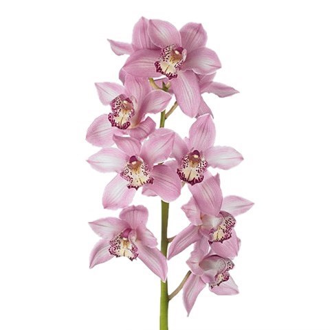 CYMBIDIUM ORCHID PINK FLOYD