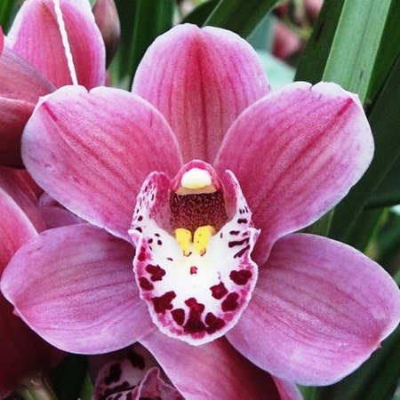 CYMBIDIUM ORCHID PINK PERFECT