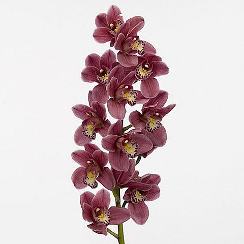 CYMBIDIUM ORCHID PINK PERFECTION