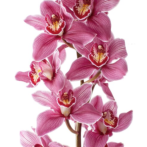 CYMBIDIUM ORCHID POPS PINK