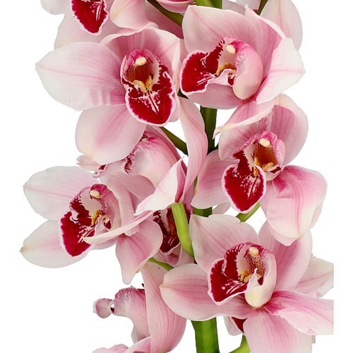 CYMBIDIUM ORCHID PRETTY IN PINK