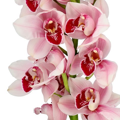 CYMBIDIUM ORCHID PRETTY IN PINK