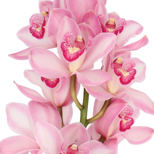 CYMBIDIUM ORCHID PRETTY WOMAN