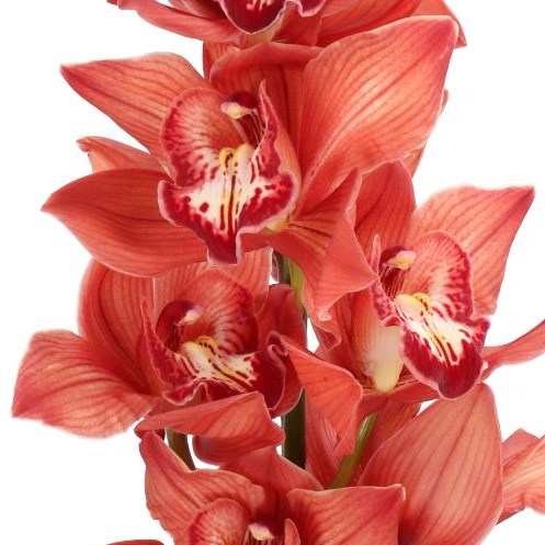 CYMBIDIUM ORCHID PRINCESS FREDERICKA