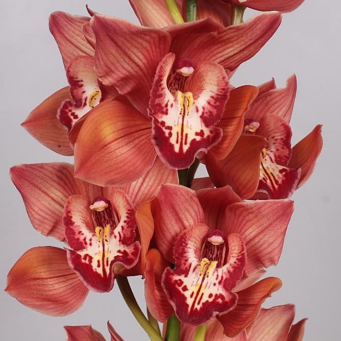 CYMBIDIUM ORCHID PRINCESS FREDERIKA