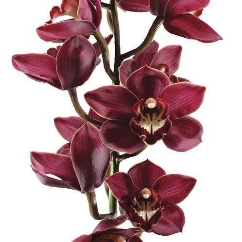 CYMBIDIUM ORCHID PRIWINE