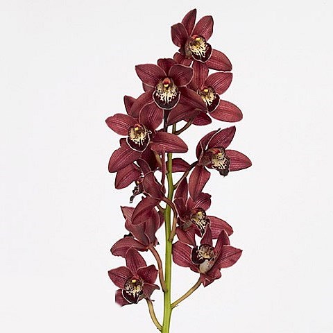CYMBIDIUM ORCHID RED BEAUTY