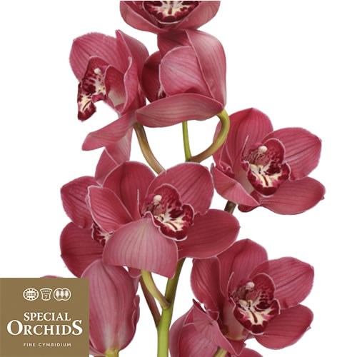 CYMBIDIUM ORCHID RED CUPPLE (GROWER PACK)