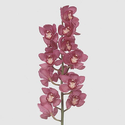 CYMBIDIUM ORCHID RED DREAM