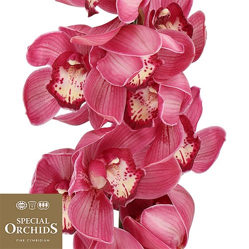 CYMBIDIUM ORCHID RED DREAM (GROWER PACK) 80cm Wholesale Flowers UK
