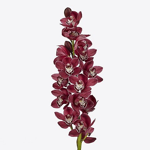 CYMBIDIUM ORCHID RED KERBY MERLOT