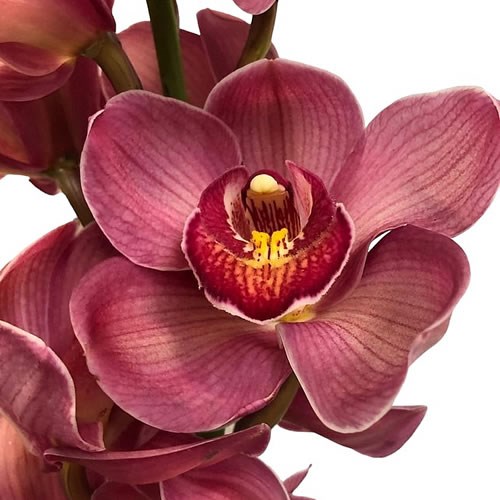 CYMBIDIUM ORCHID RED MOON