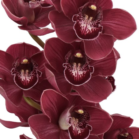 CYMBIDIUM ORCHID RED PIMPERNEL