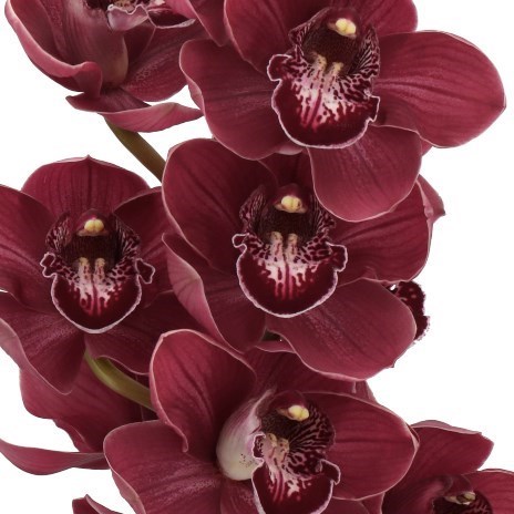CYMBIDIUM ORCHID RED PIMPERNEL