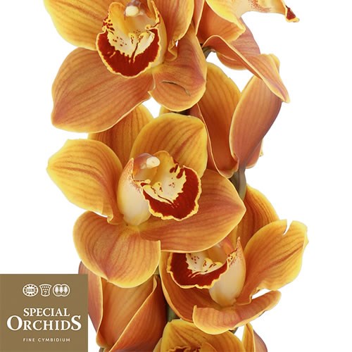CYMBIDIUM ORCHID RENES WISH (GROWER PACK)