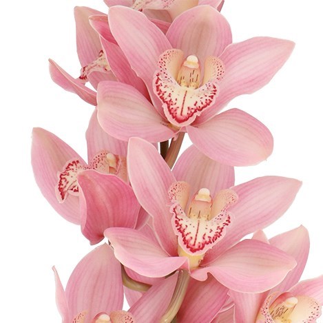 CYMBIDIUM ORCHID REYNELLA