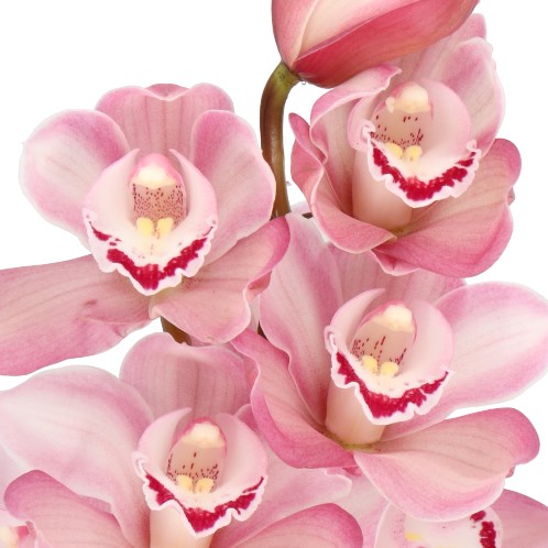 CYMBIDIUM ORCHID RIAAD