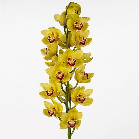 CYMBIDIUM ORCHID RIJSENHOUT